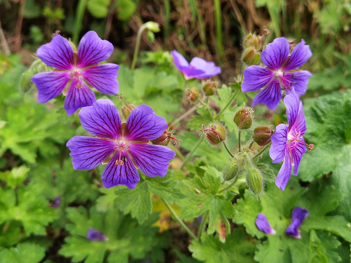 Geranium x magnificum (G. ibericum × G. platypetalum)